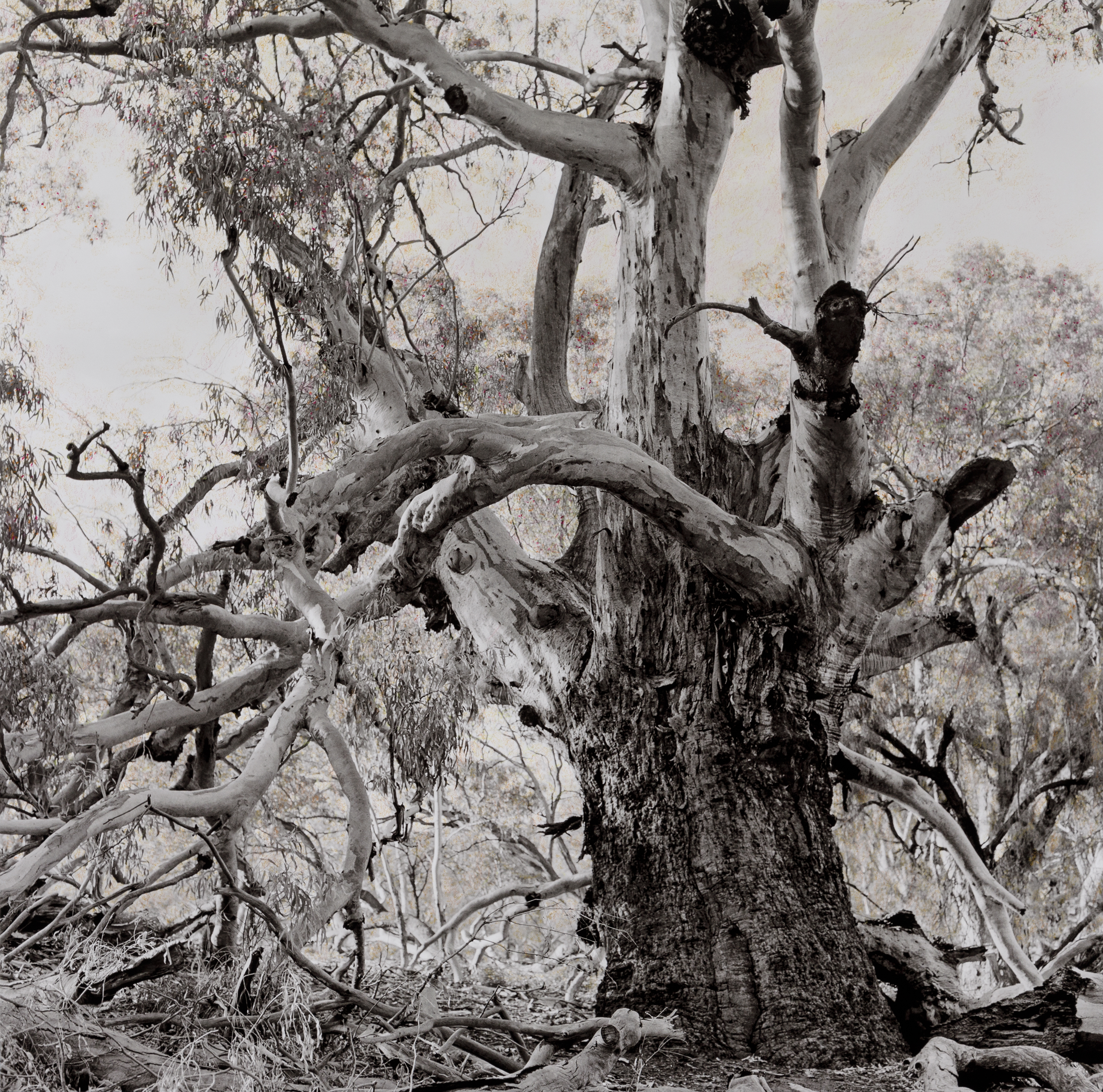 Black-and-white artwork of Great-grandmother Barka, an old tree.