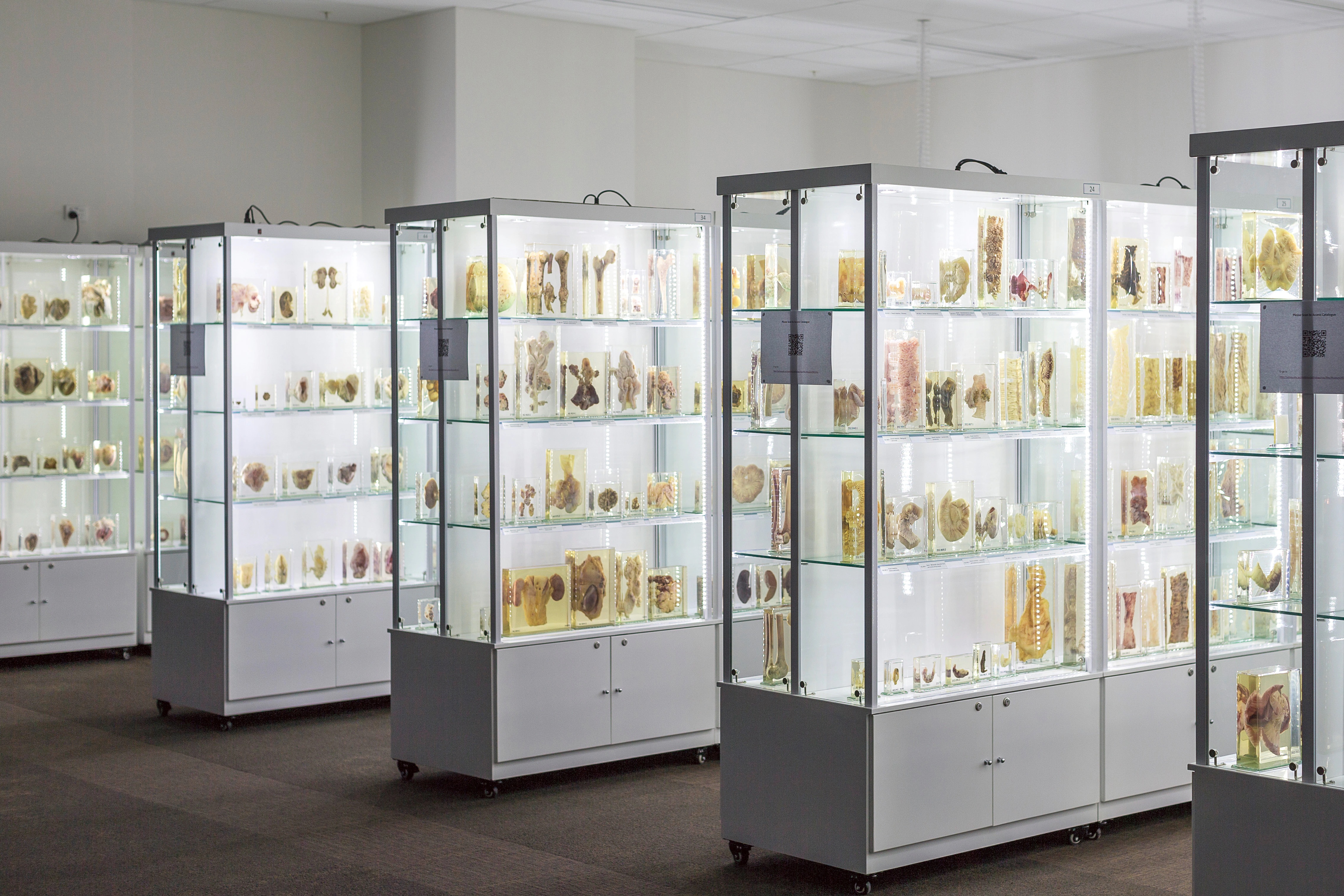 A photograph showing a row of glass vitrines containing specimens