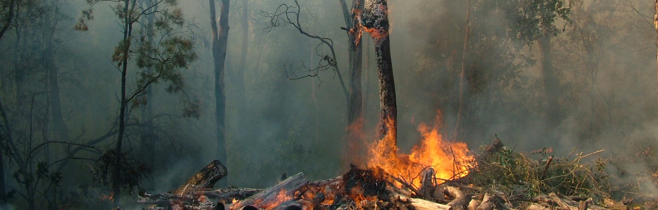 A photograph of a bushfire