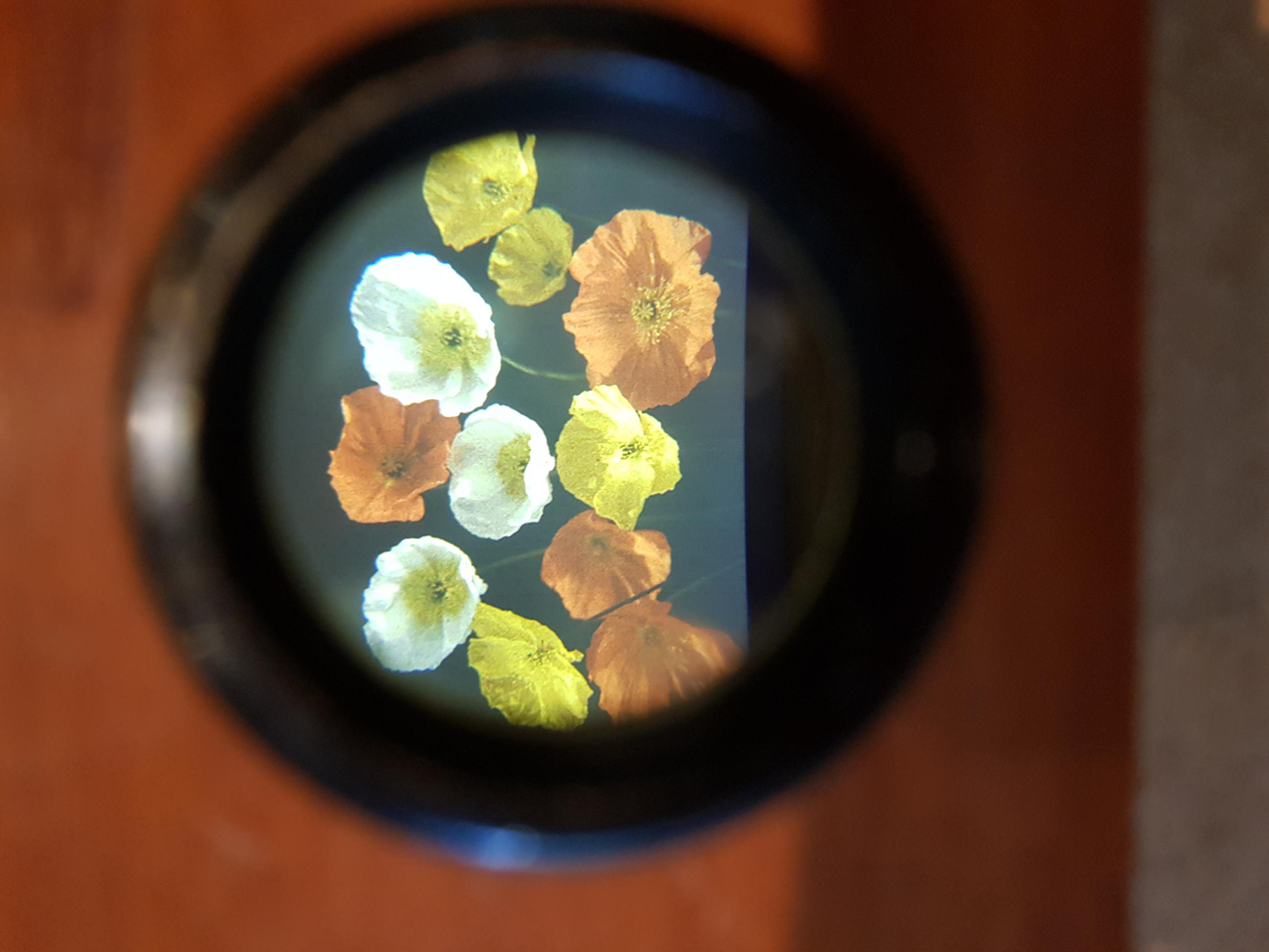 View of a stereoautochrome of poppies